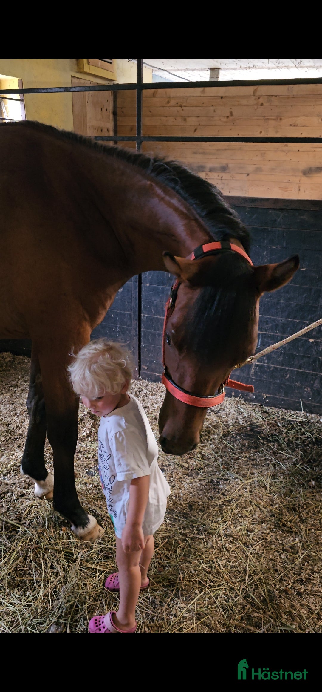 Allround hästar till salu: Trygg och fantastisk ung valack i Dingle - Annons 8
