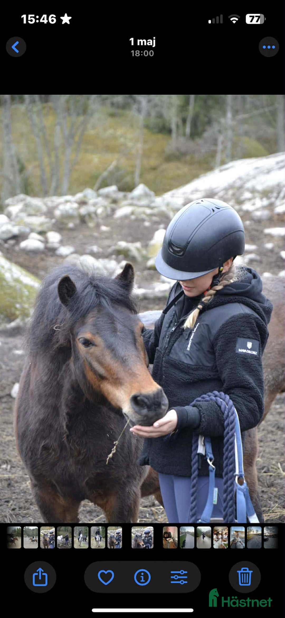 Allround hästar till salu: Snäll dartmoorponny söker nytt hem i Åkersberga - Annons 5