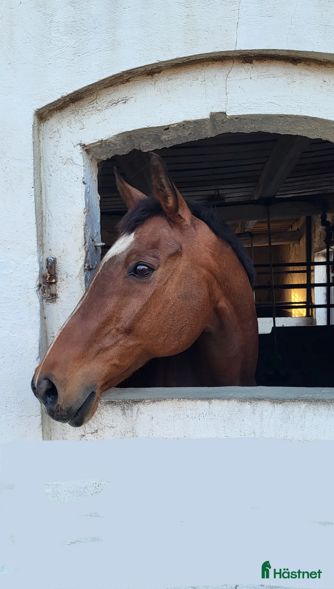 Sällskap hästar till salu: Bästa sällskapshästen - Annons 1