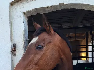 Sällskap hästar till salu: Bästa sällskapshästen - Annons 1