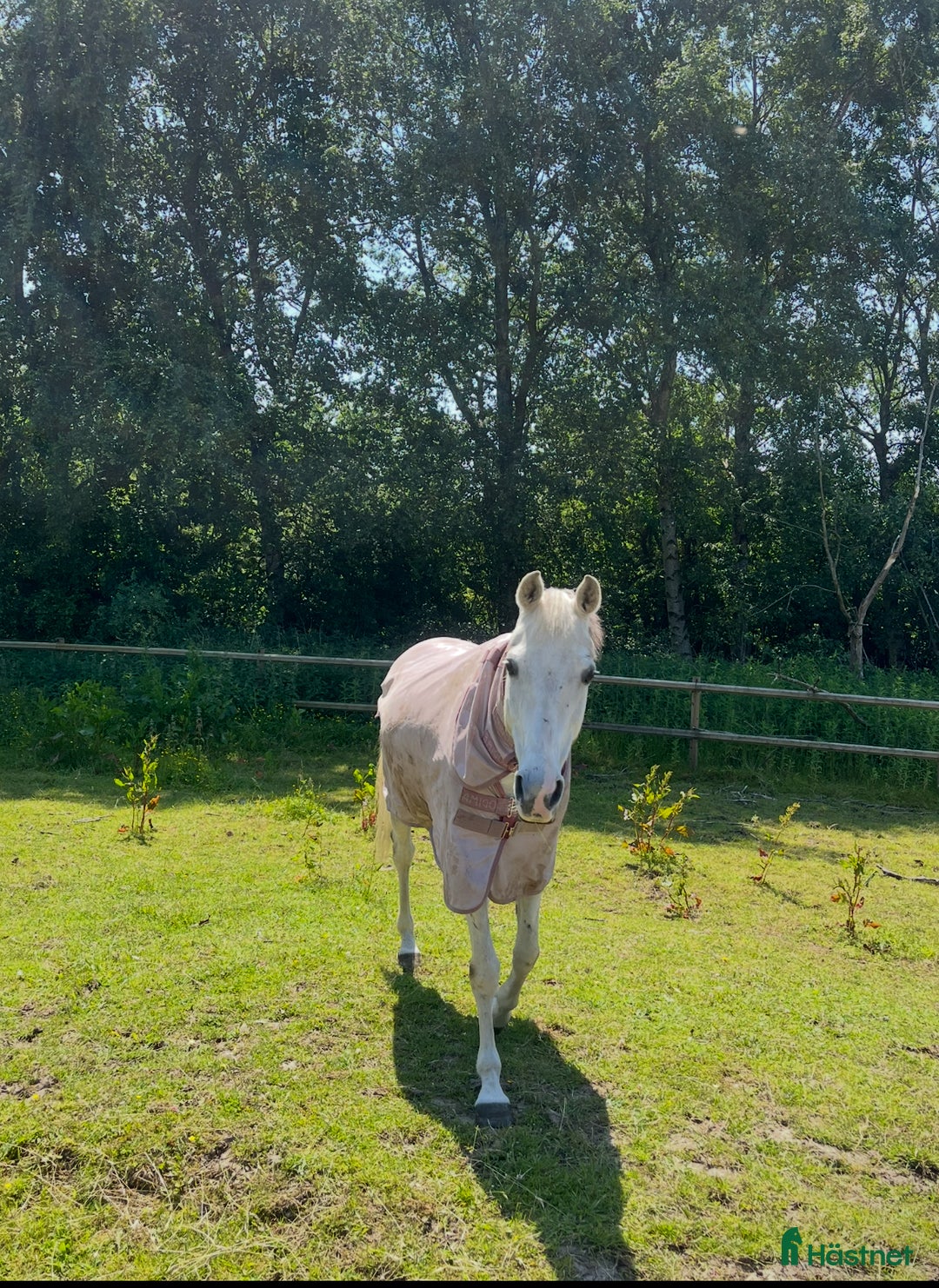 Hoppning hästar till salu: Fin ponny i Ystad - Annons 6