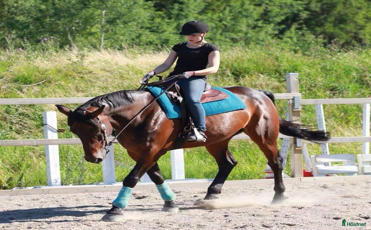 hästar i Trollhättan - Annons 16