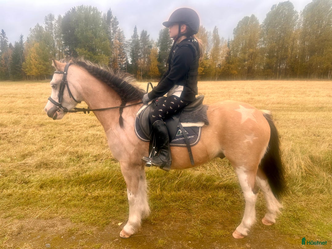 Allround hästar till salu: Sötaste och snällaste barnponnyn - Annons 2