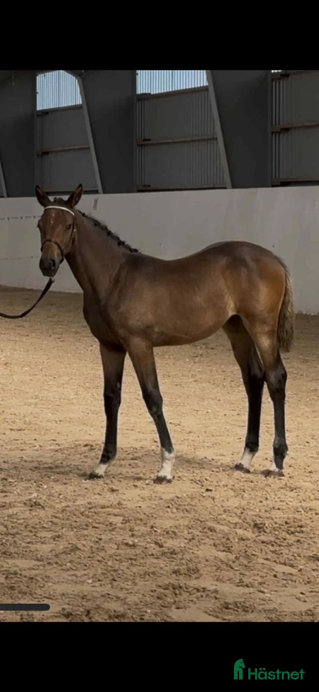 Hoppning hästar till salu: Framtidslöfte! i Mönsterås - Annons 2