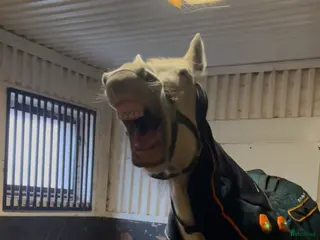 hästservice Bemer Horse set - Annons 15