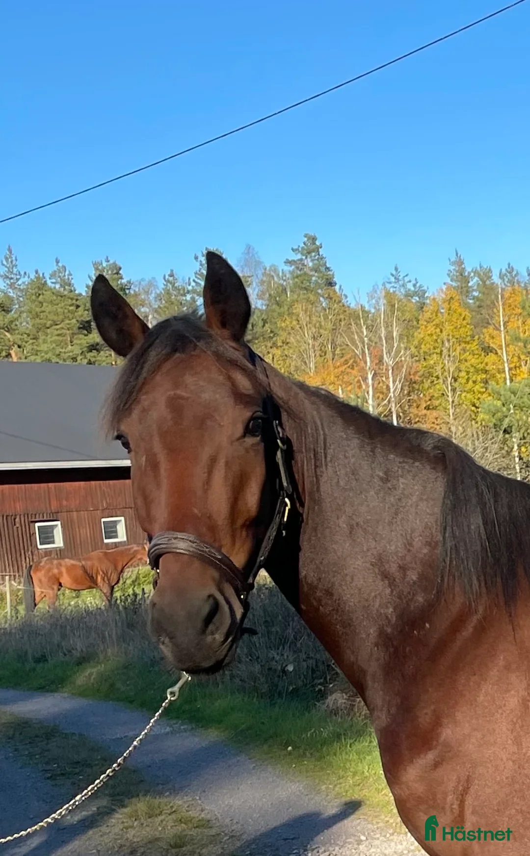 Allround hästar till salu: Utveckla honom till det du vill i Gunnebo - Annons 3
