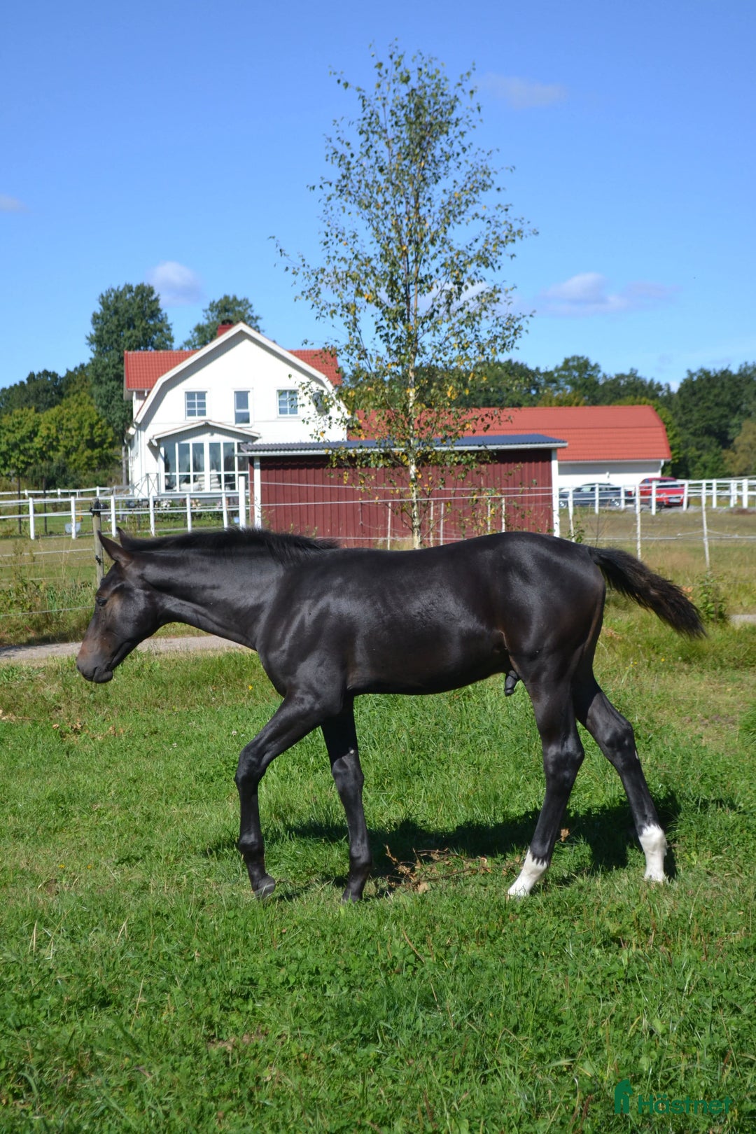 Hoppning hästar till salu: Hingstföl säljes i Vislanda - Annons 1