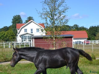 hästar Hingstföl säljes i Vislanda - Annons 22