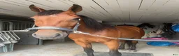 Trav hästar till salu: Snäll valack söker nytt hem - Annons 3