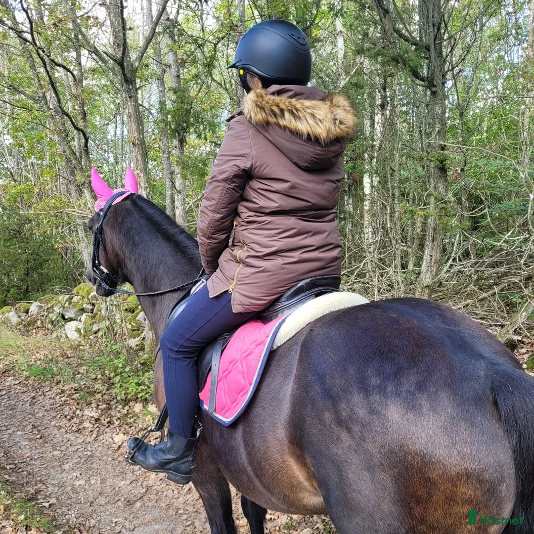  medryttarhäst finnes: Medryttare sökes ! till barnPonny  i Blekinge i Karlshamn - Annons 6
