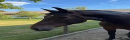 Hoppning hästar till salu: Fineste holsteinerstoet för avel – säljes/bytes - Annons 1