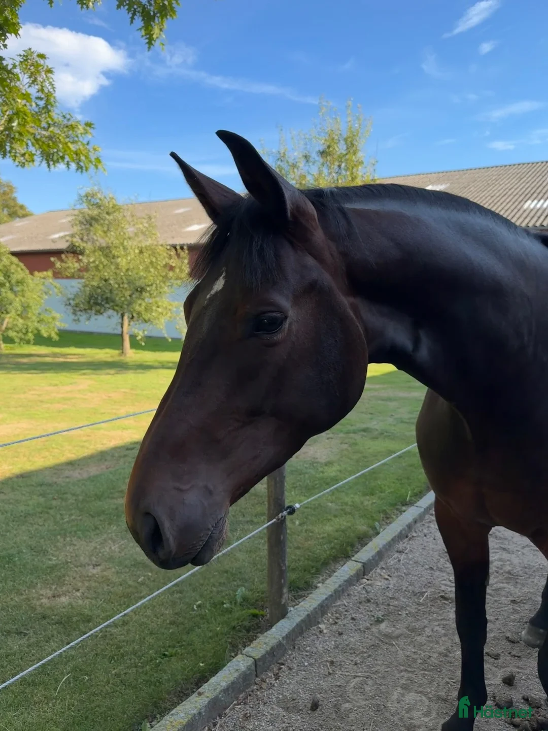 Hoppning hästar till salu: Fineste holsteinerstoet för avel – säljes/bytes - Annons 1