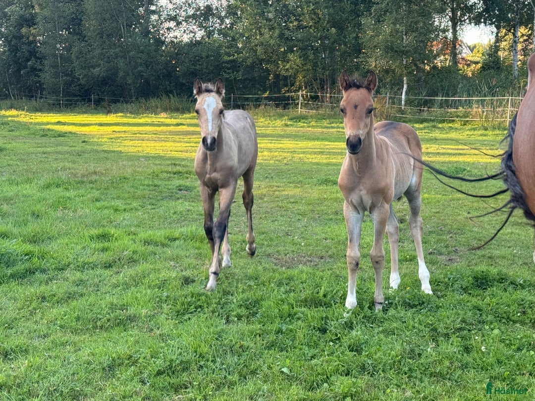 Allround hästar till salu: Blivande D ponny sto i Vimmerby - Annons 6