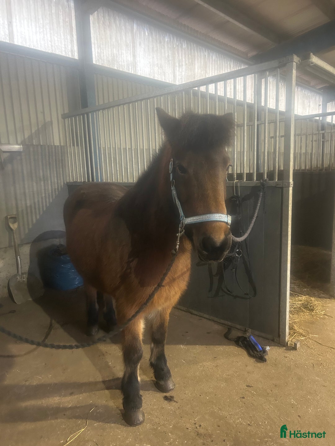 Island hästar till salu: Lätttöltat sto  i Torsås - Annons 2
