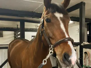 Allround hästar till salu: Nätt sto som vill fortsätta utvecklas i Stigtomta - Annons 2