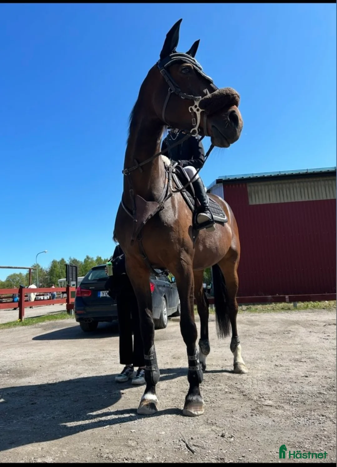 Hoppning hästar till salu: Häst för satsande children lr Junior  - Annons 8
