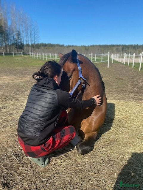  hästar Vacker D-ponny valack med kapacitet. - Annons 2