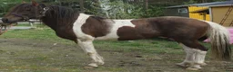 Allround hästar till salu: 5 Paso Fino ston/hingstar, en, fler el. foder - Annons 16