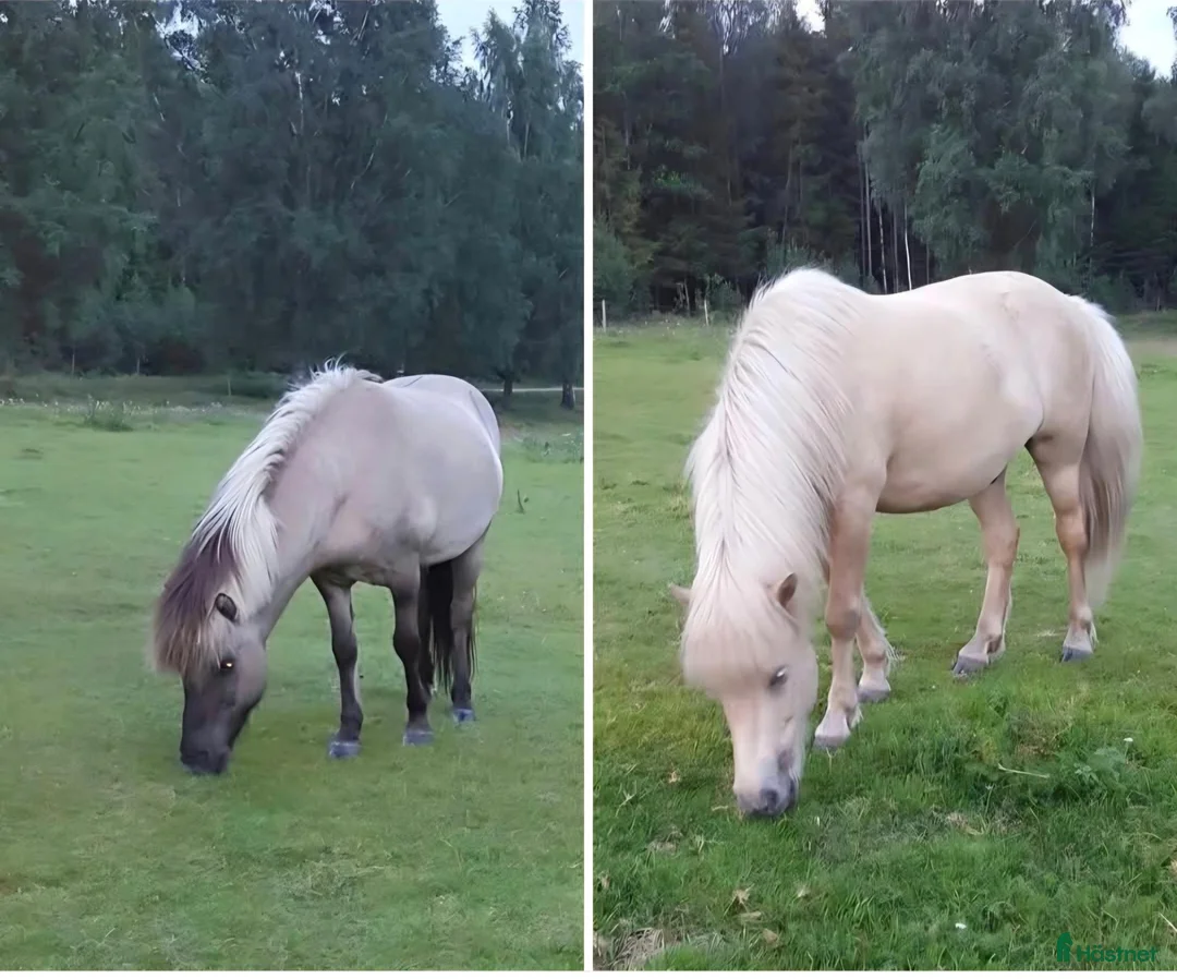 Island hästar till salu: Islandshästar säljes tillsammans  - Annons 1