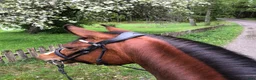 Allround hästar till salu: Fina Diora  - Annons 5