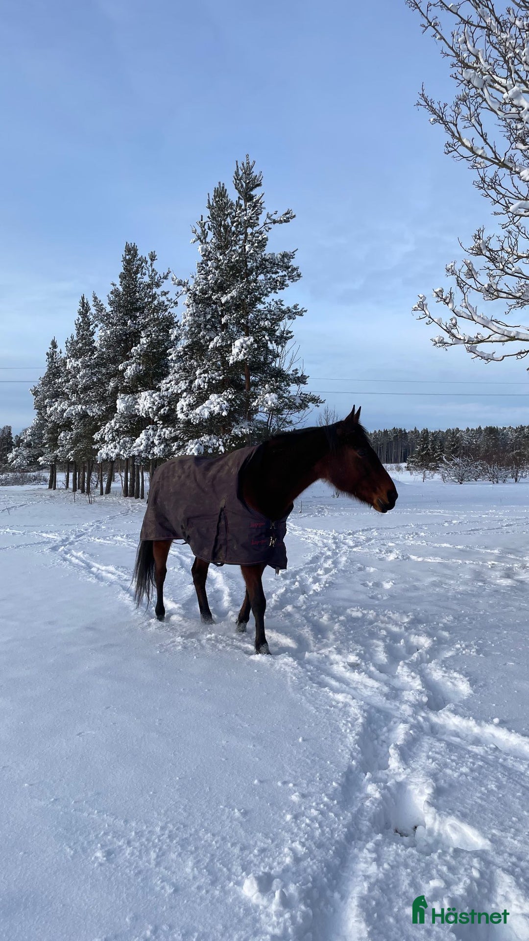 Trav hästar till salu: Fodervärd sökes på Gotland i Romakloster - Annons 3