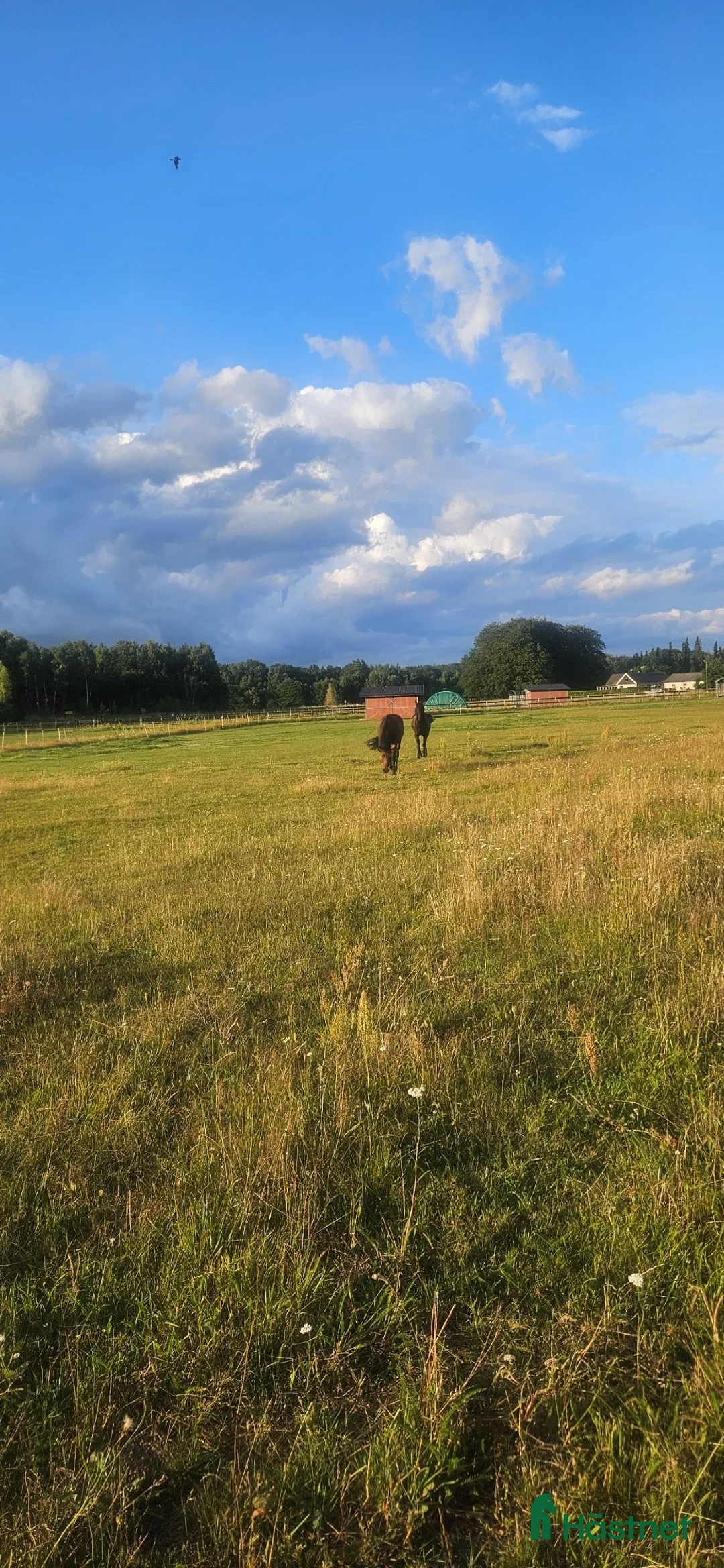  stallplats finnes: Flyinge verksamhet  - Annons 1