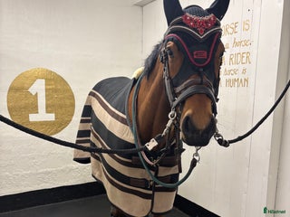 hästar Medryttare sökes till 5 åring i Sala - Annons 1