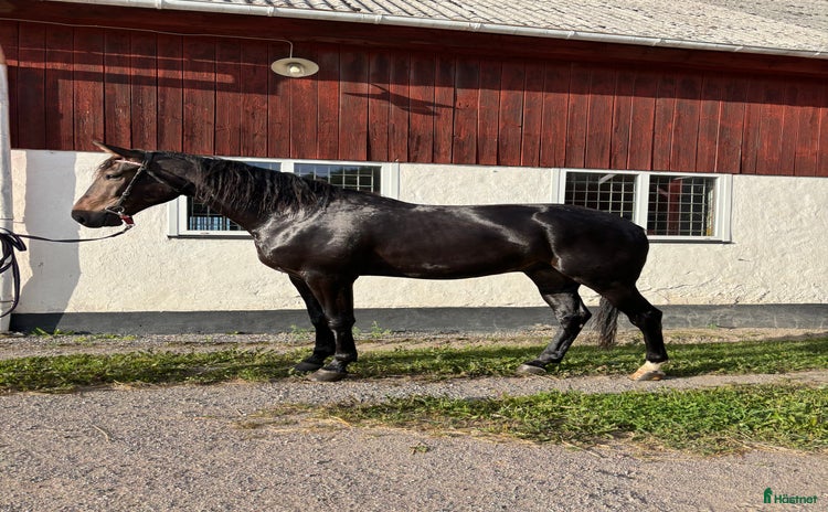  hästar i Vallentuna - Annons 8