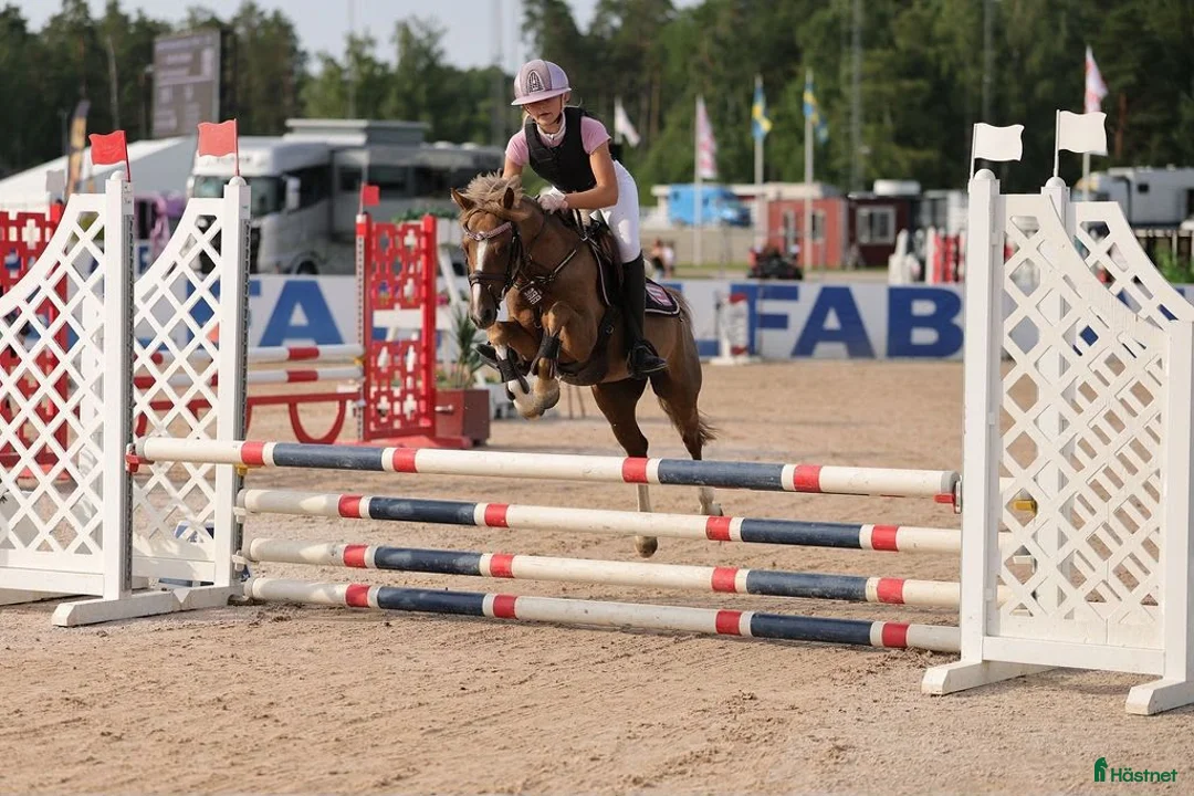 Hoppning hästar till salu: Vinnare av ungponny-SM 2026 - Annons 2