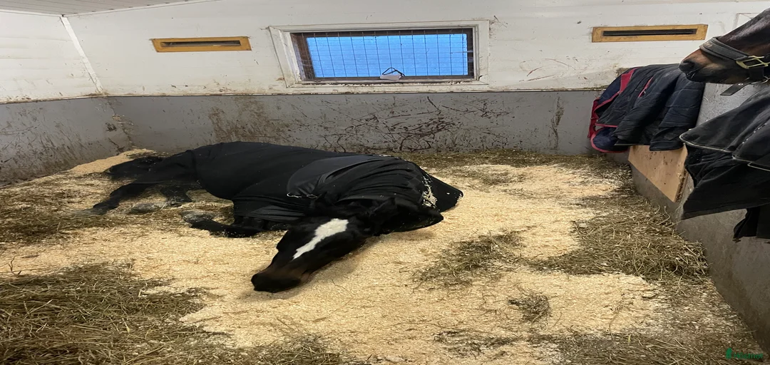 Galleribild {{count}}