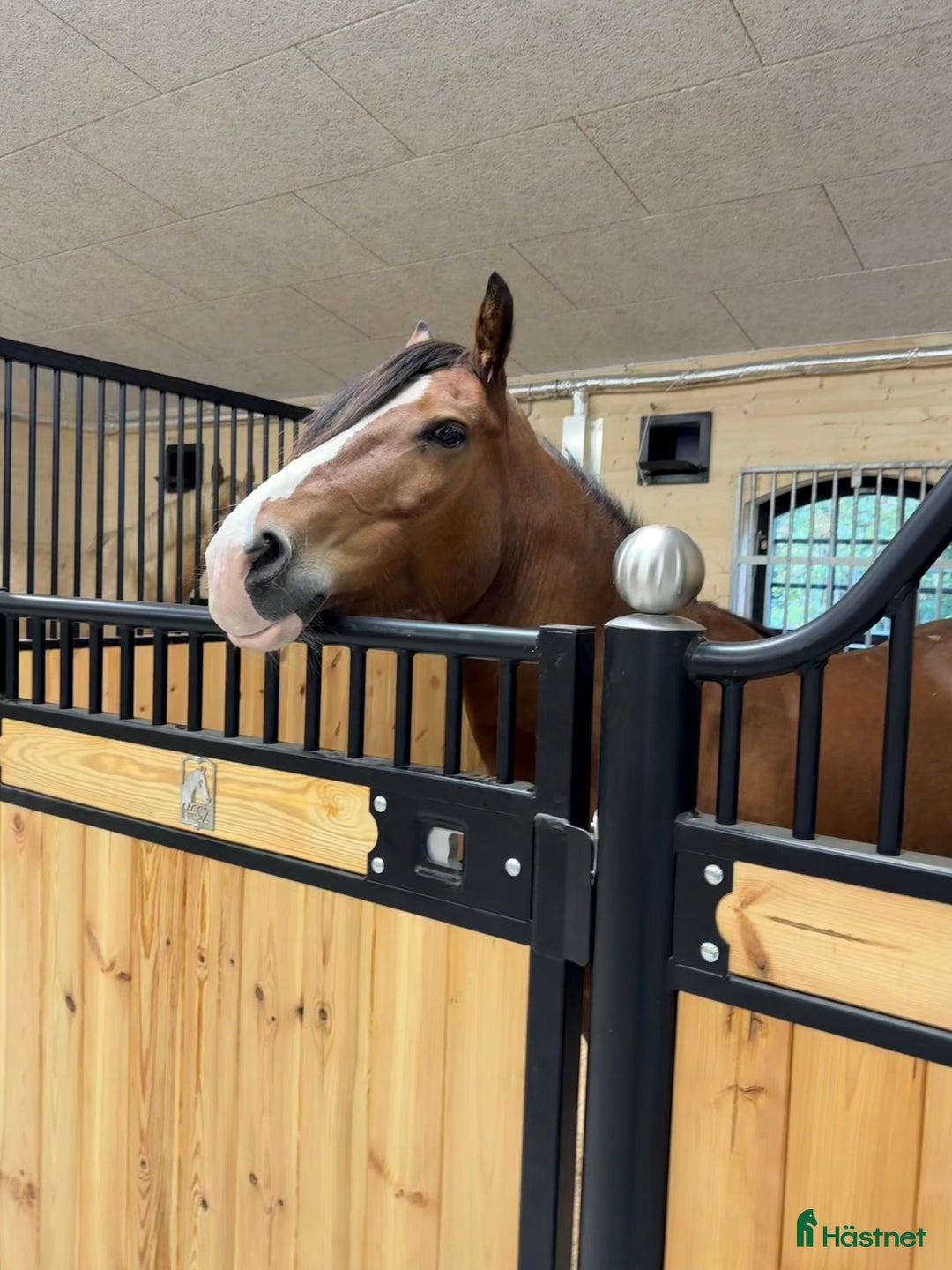 Sällskap hästar till salu: Kallblodstravare för sällskap/avel i Växjö - Annons 5