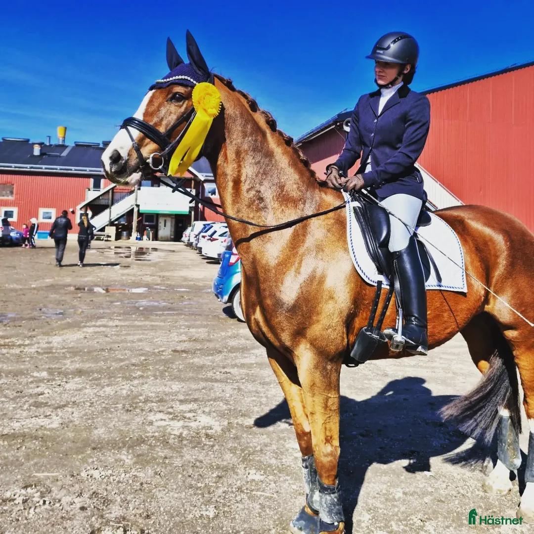 Dressyr hästar till salu: Fantastisk bästa vän med stor potential - Annons 4