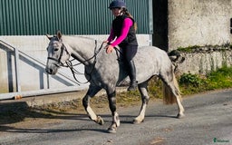 Hoppning hästar till salu: Selection of Irish ponies i Ljungby - Annons 8