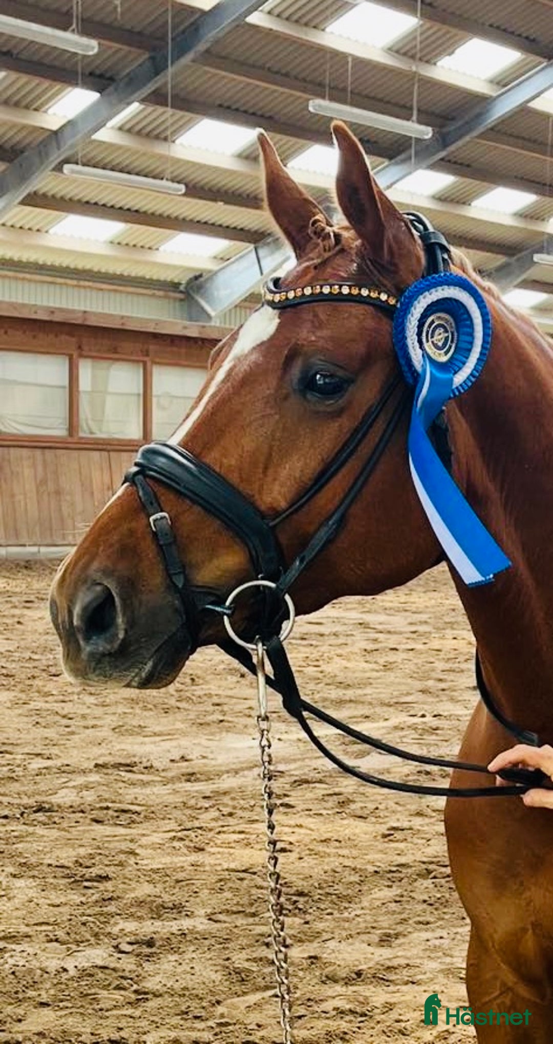 Dressyr hästar till salu: Super bra dressage Horse i Solrød Strand - Bild 6