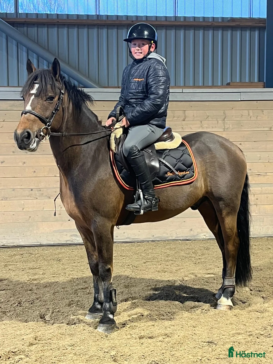 Hoppning hästar till salu: Maxad c-ponny i Ingelstad - Annons 2