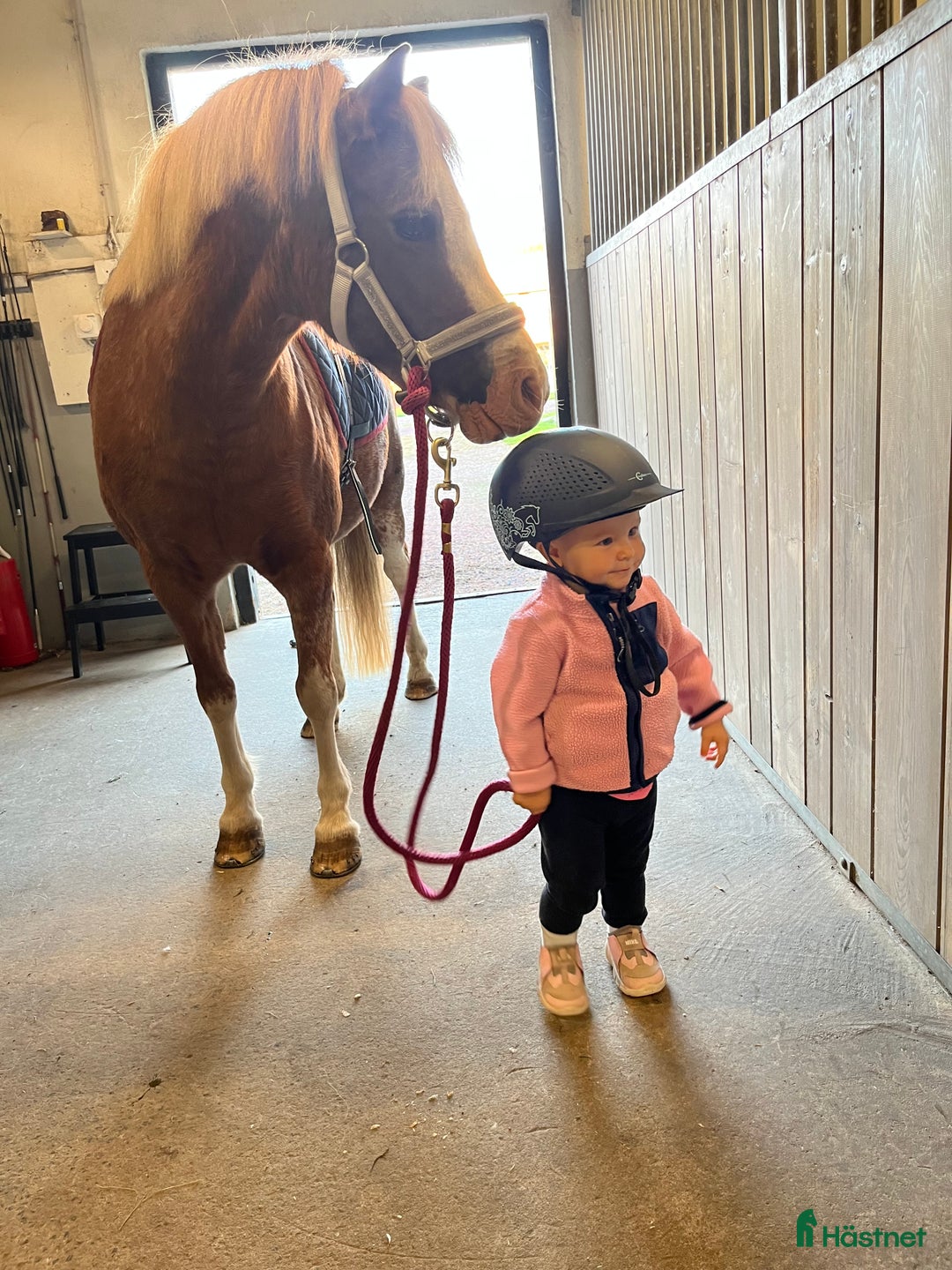 Allround hästar sökes: Läromästare  i Månsarp - Annons 4