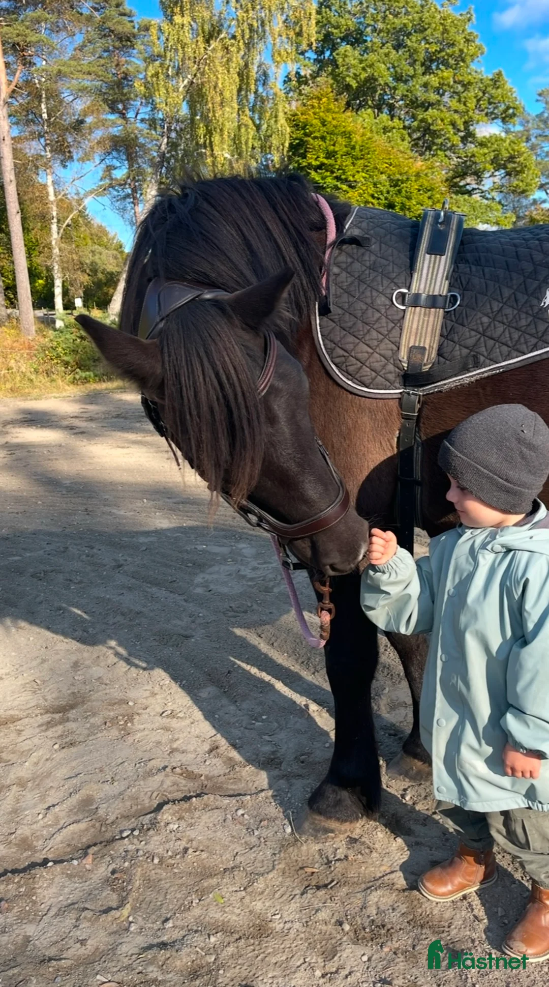 Allround hästar till salu: karaktäristisk allround ponny  i Moheda - Annons 6