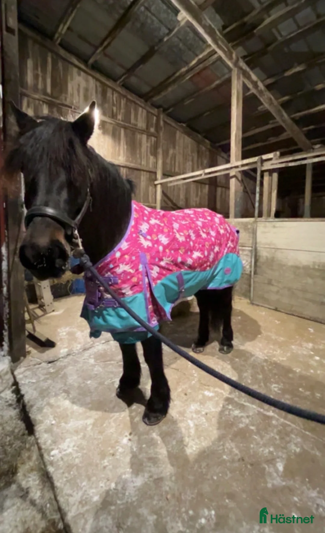 Täcken hästutrustning till salu: Nytt täcke  i Umeå - Annons 3