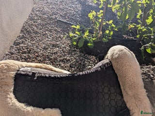 Övrig Hästutrustning hästutrustning till salu: Schabak, padd, grima och pannband till salu - Annons 9