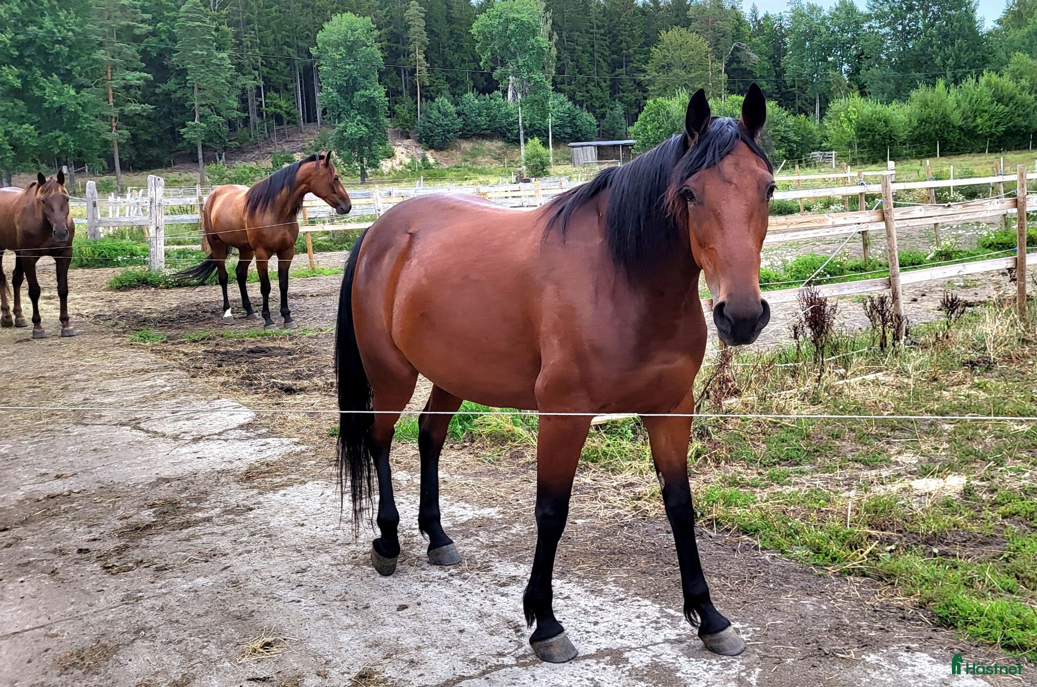  hästar Avelsto - Annons 2