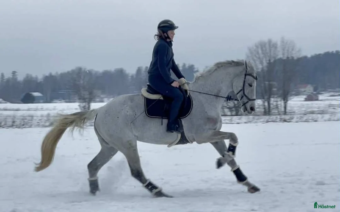 Allround hästar till salu: Välriden multitalang! i Sala - Annons 6