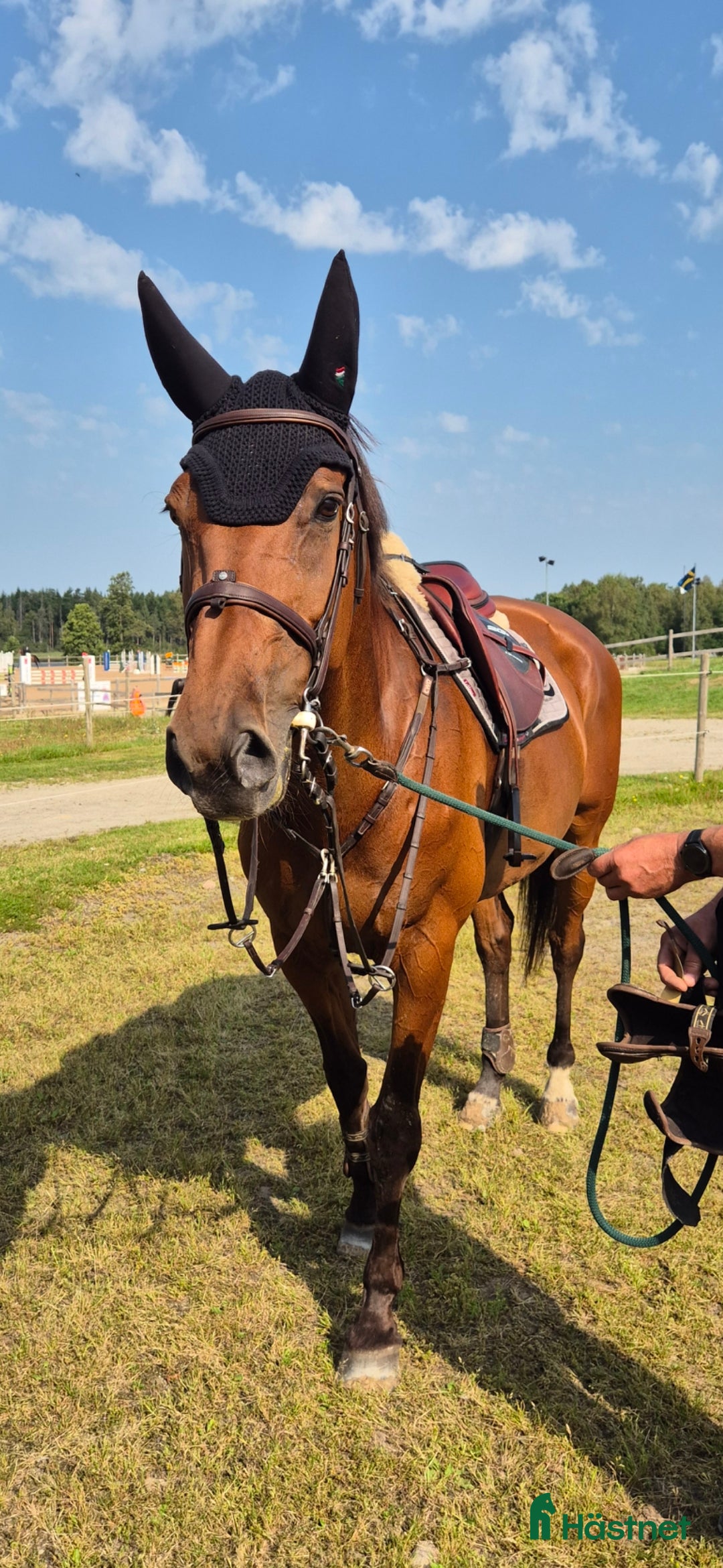 Hoppning hästar till salu: Vackert sto söker sin bästavän  i Hamneda - Annons 1