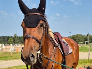 hästar Vackert sto söker sin bästavän i Hamneda - Annons 13