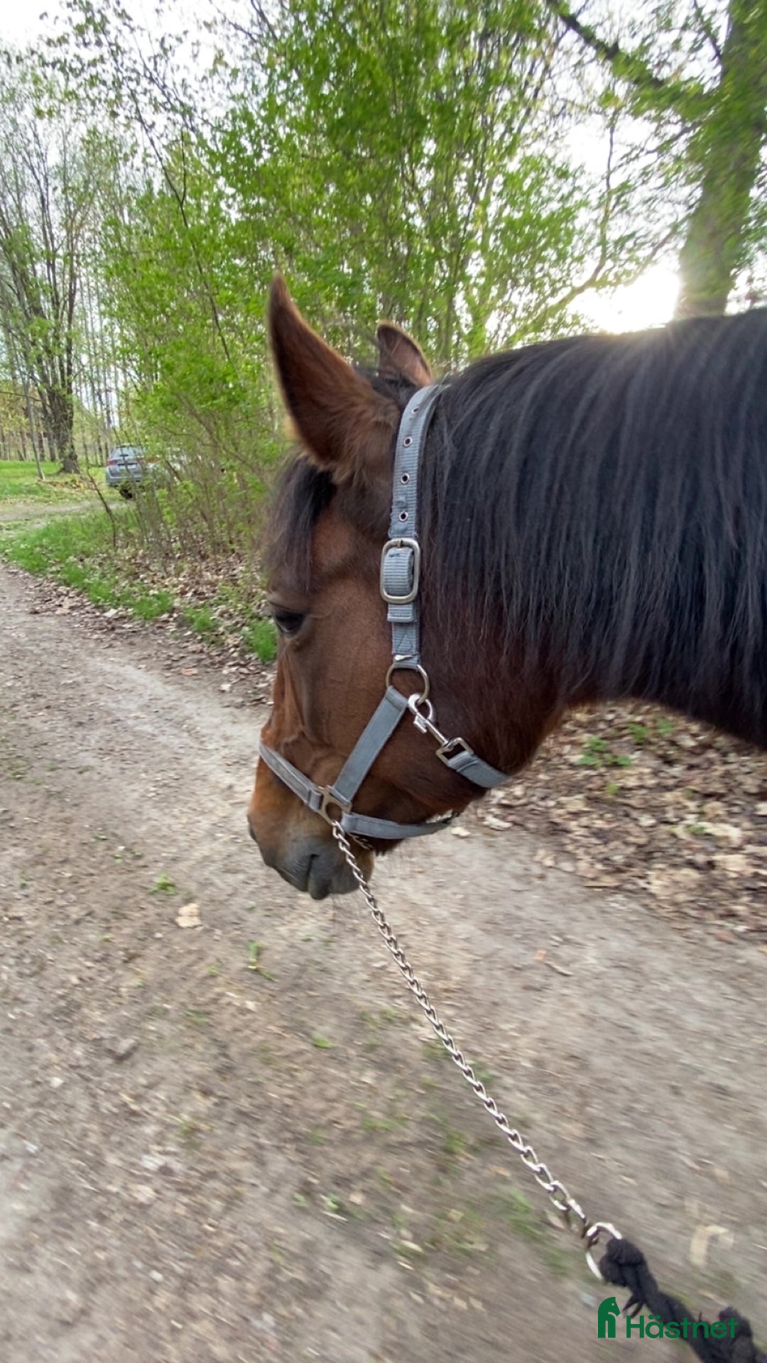 Övrigt hästar till salu: 🌟Intressekoll-inriden travare🌟 i Åsbro - Annons 6