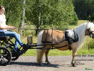 Körvagnar körning till salu: Svart Rockard med svängel från Drive Out - Annons 3