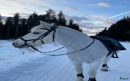 Täcken hästutrustning till salu: Hero ländtäcke i Östersund - Bild 2