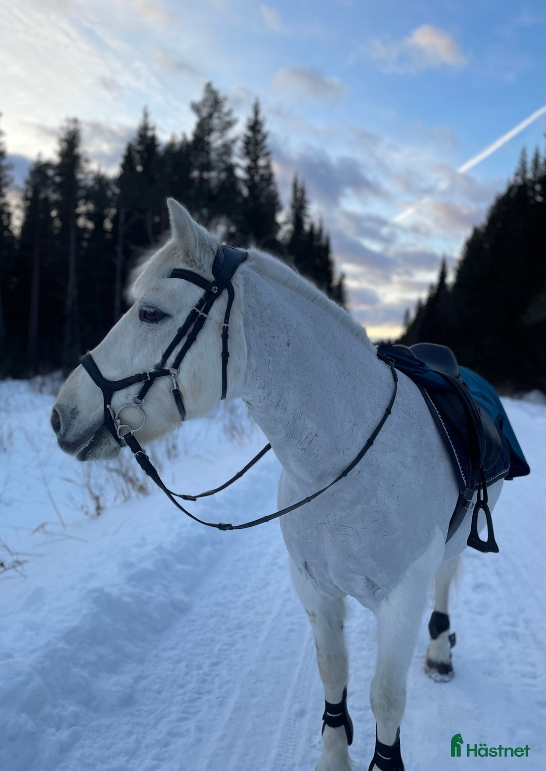 Täcken hästutrustning till salu: Hero ländtäcke i Östersund - Bild 2