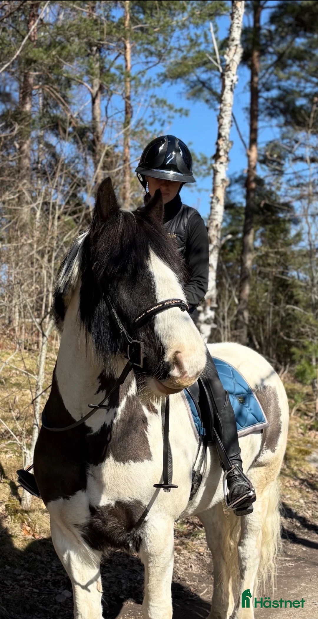 Allround hästar till salu: Intressekoll! - Annons 2