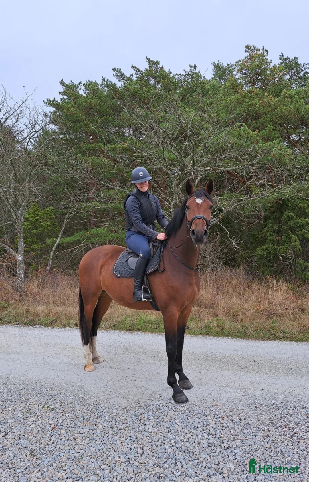 Allround hästar till salu: Okomplicerad och vänlig 5åring  - Annons 1