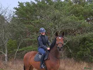 hästar Okomplicerad och vänlig 5åring - Annons 10